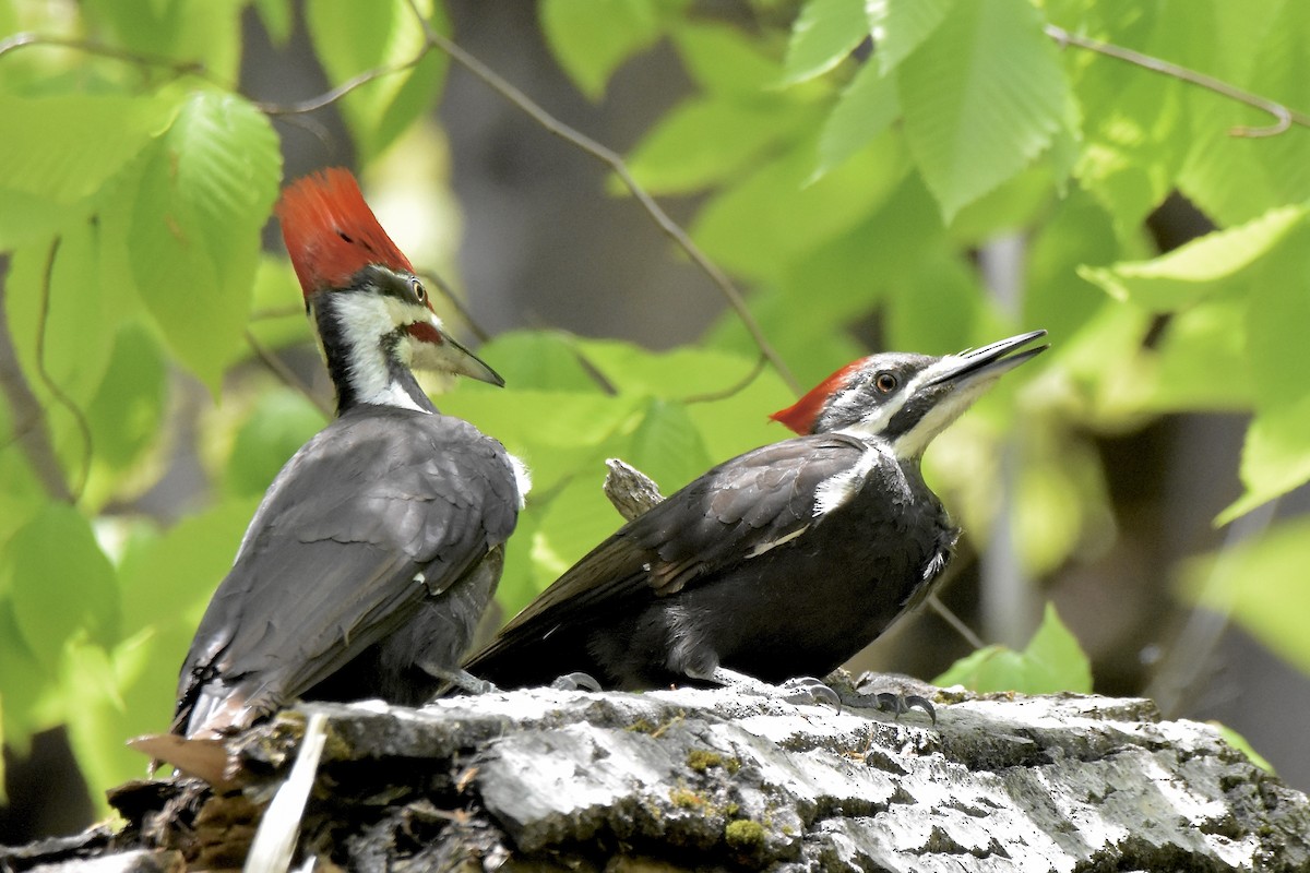 Pileated Woodpecker - ML574522361