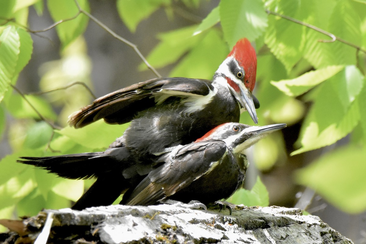 Pileated Woodpecker - Benoit Goyette Nathalie Fortin