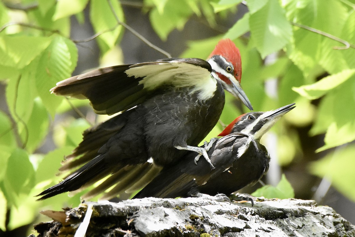 Pileated Woodpecker - ML574522391
