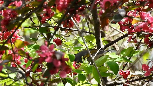 Golden-winged Warbler - ML574523351