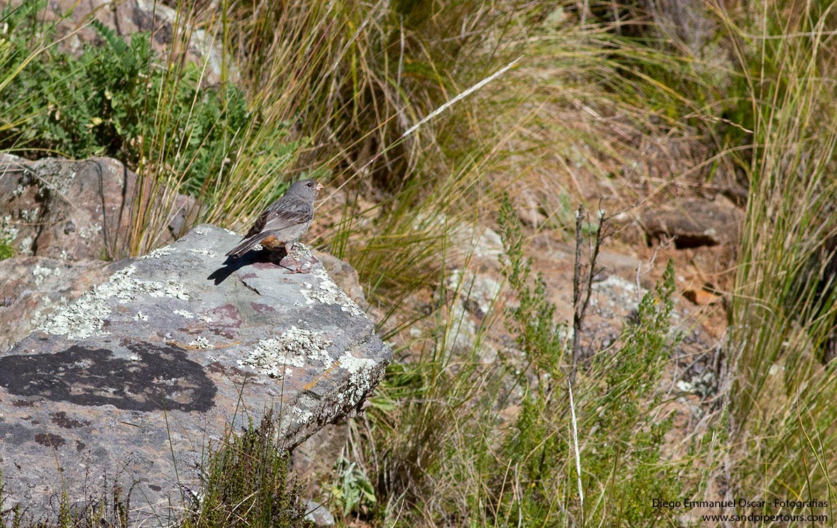 Plain-colored Seedeater - ML574523681