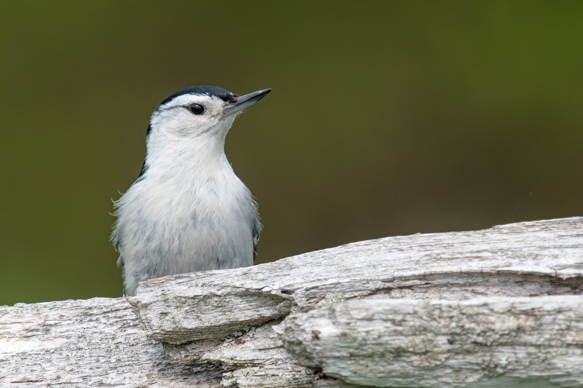 White-breasted Nuthatch - ML574525051