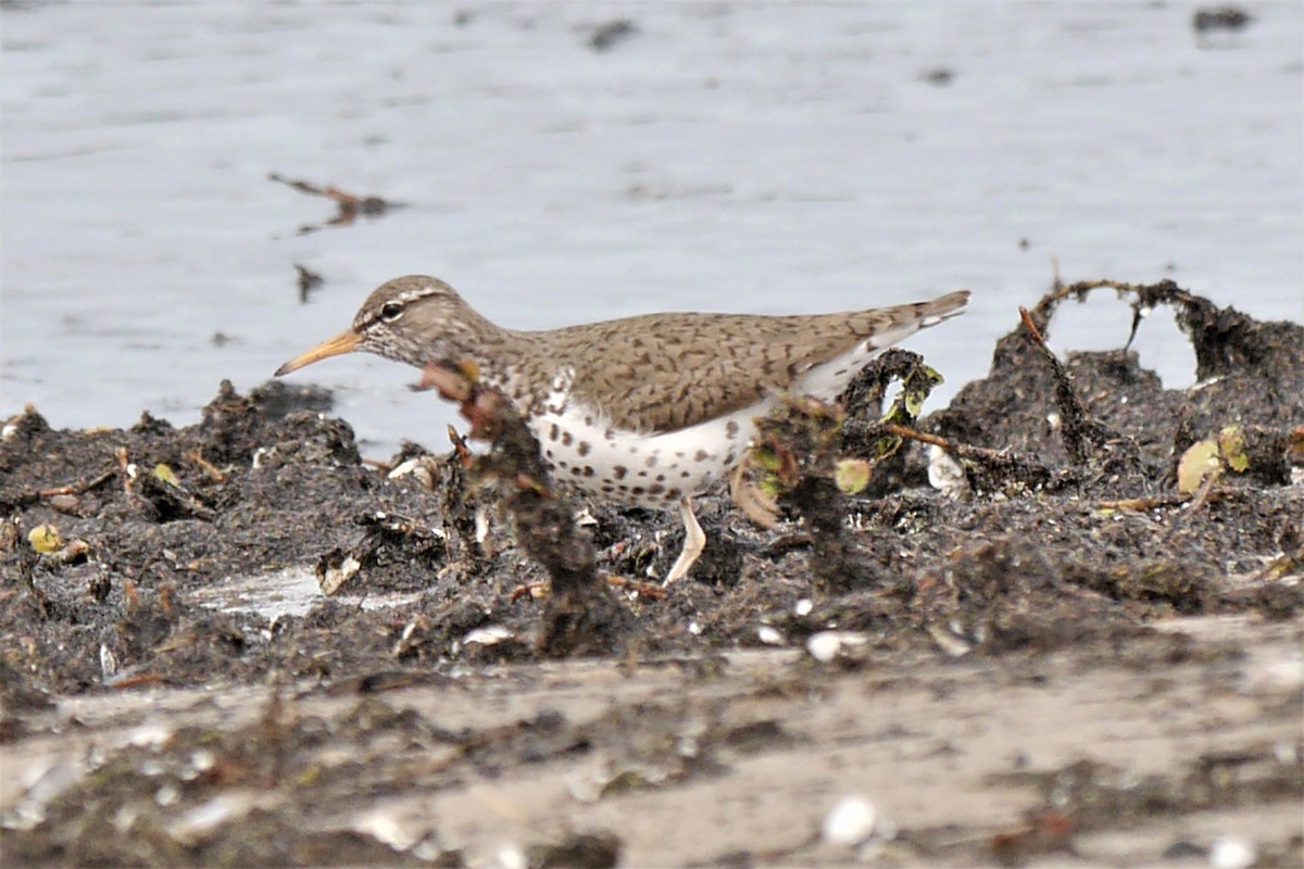 Spotted Sandpiper - ML574525481