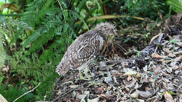 Nankeen Night Heron - ML574525841