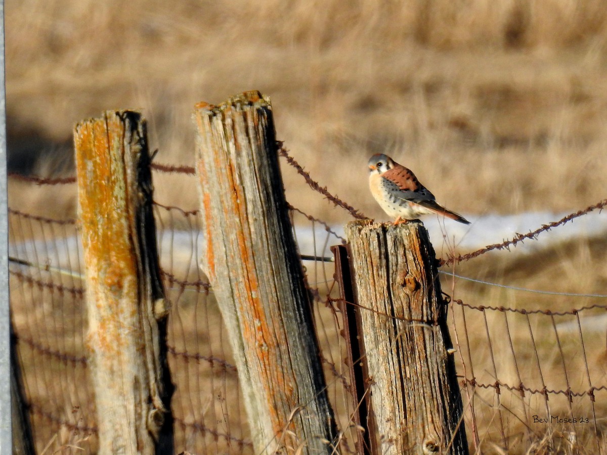 American Kestrel - ML574527001