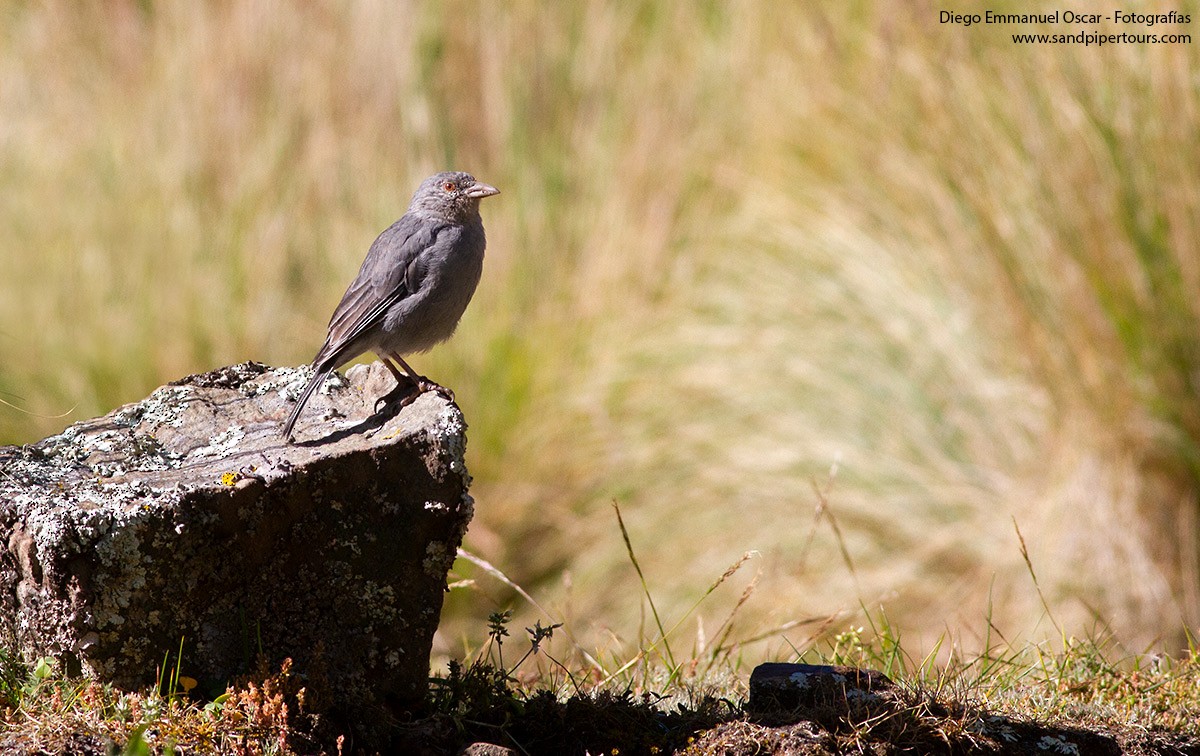 Boulder Finch - ML574527221