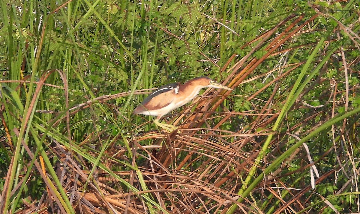 Least Bittern - ML574527661