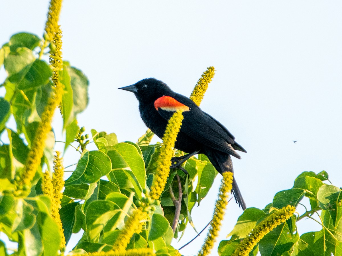 Red-winged Blackbird - ML574528011