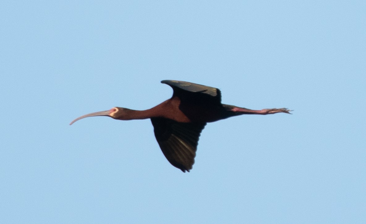 ibis americký - ML574528101
