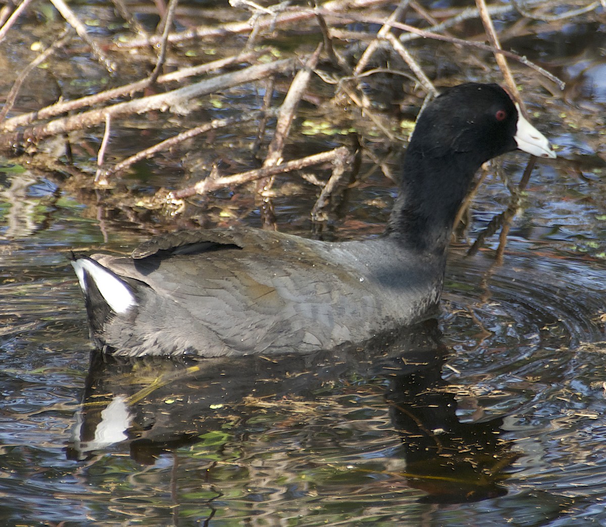 American Coot - Dave Trochlell
