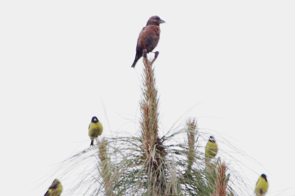 Red Crossbill - ML574529131
