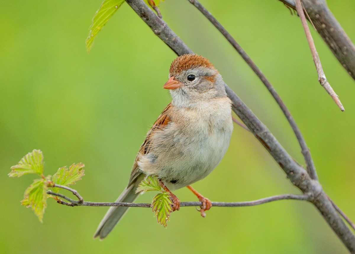 Field Sparrow - ML574530351