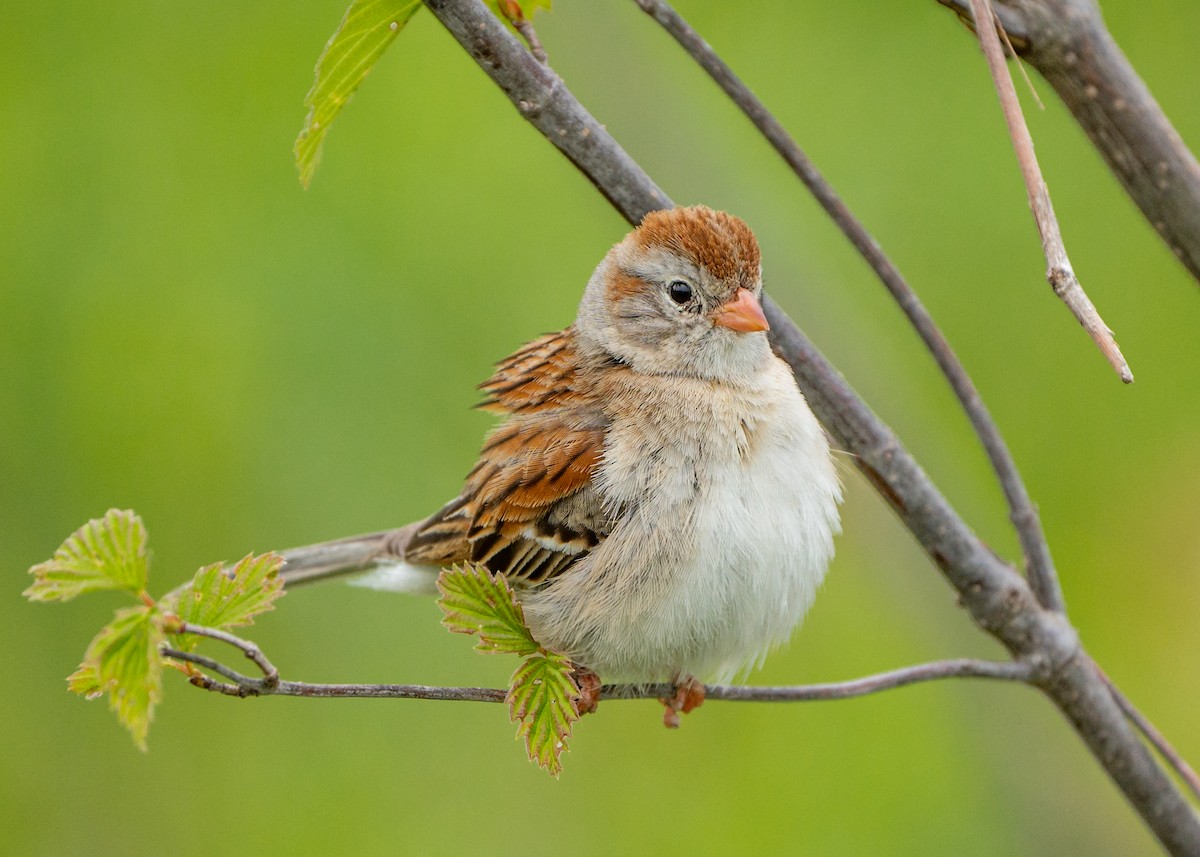 Field Sparrow - ML574530361