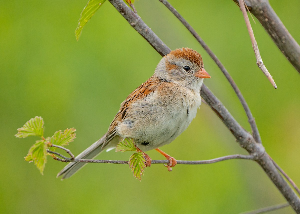 Field Sparrow - ML574530371