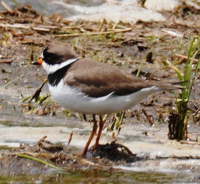 Semipalmated Plover - ML574530451