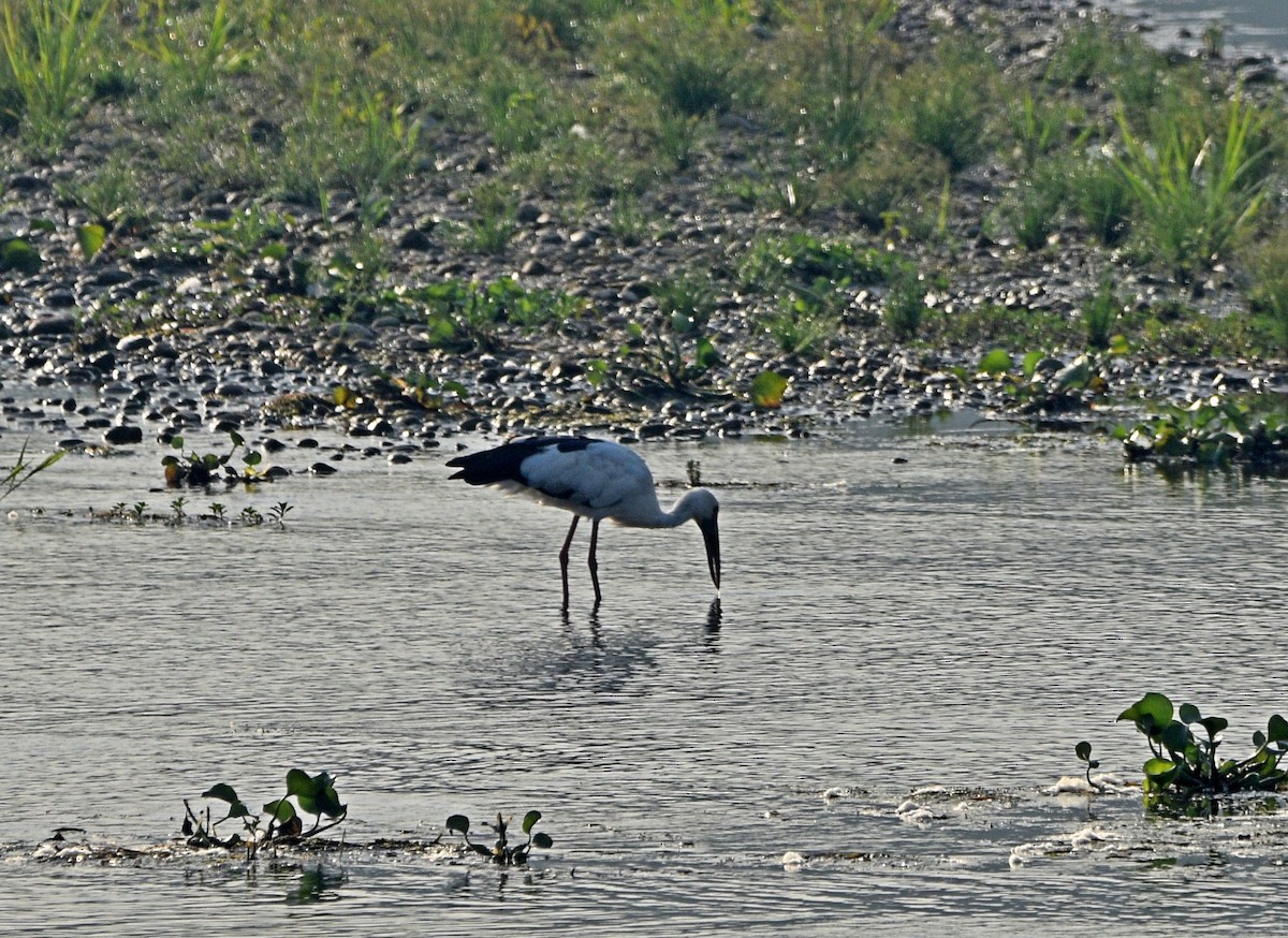 Asian Openbill - ML574530731