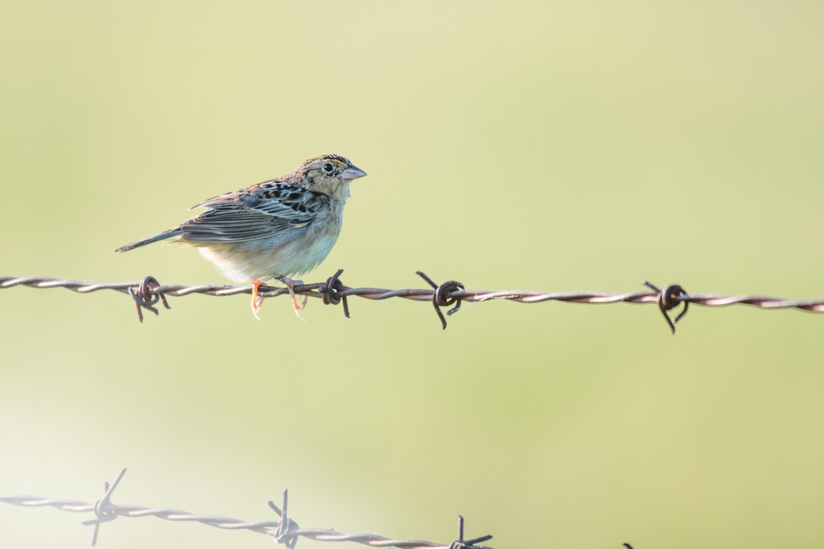Grasshopper Sparrow - ML574532191
