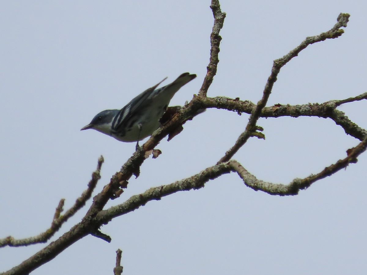 Cerulean Warbler - ML574532491