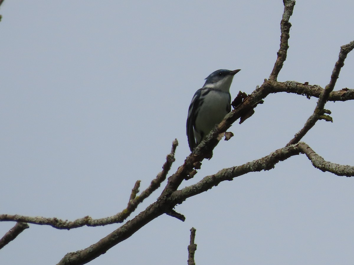 Cerulean Warbler - ML574532501
