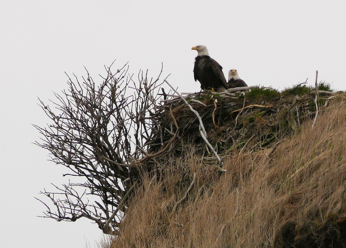 Bald Eagle - ML574533781