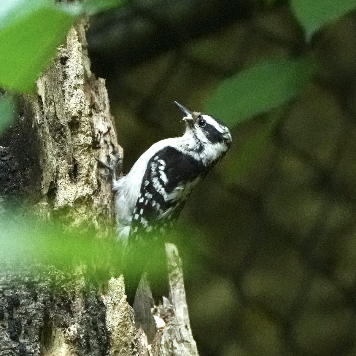 Downy Woodpecker - ML574534281