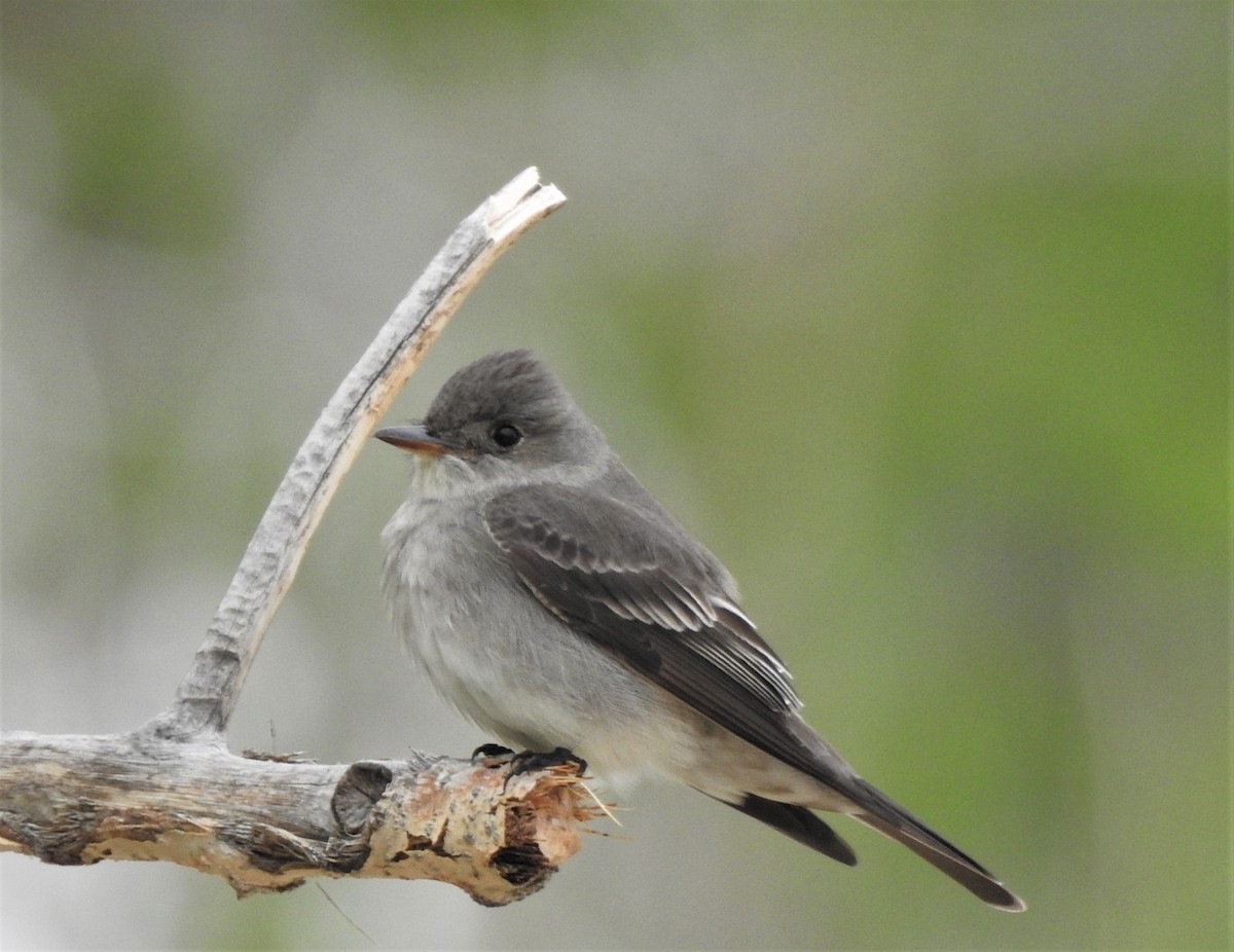 Western Wood-Pewee - ML574534351