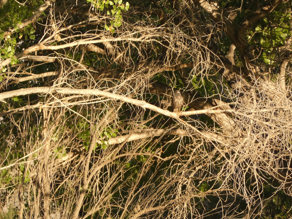 Common Black Hawk - ML574534441