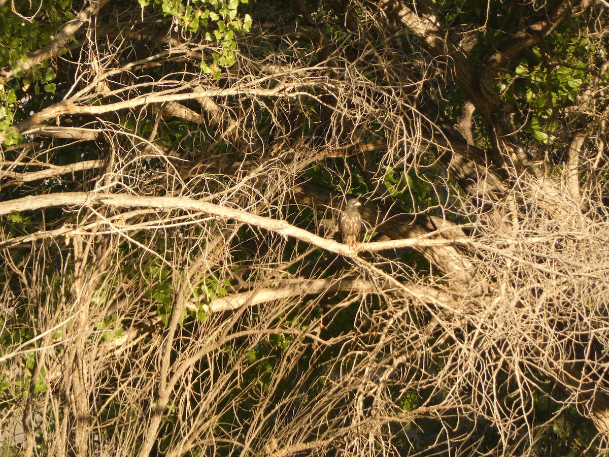 Common Black Hawk - ML574534461