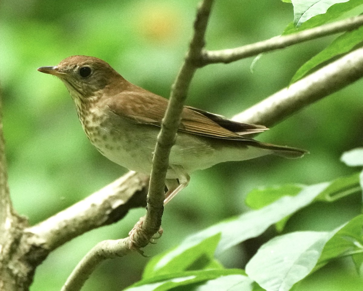 Wood Thrush - ML574534471