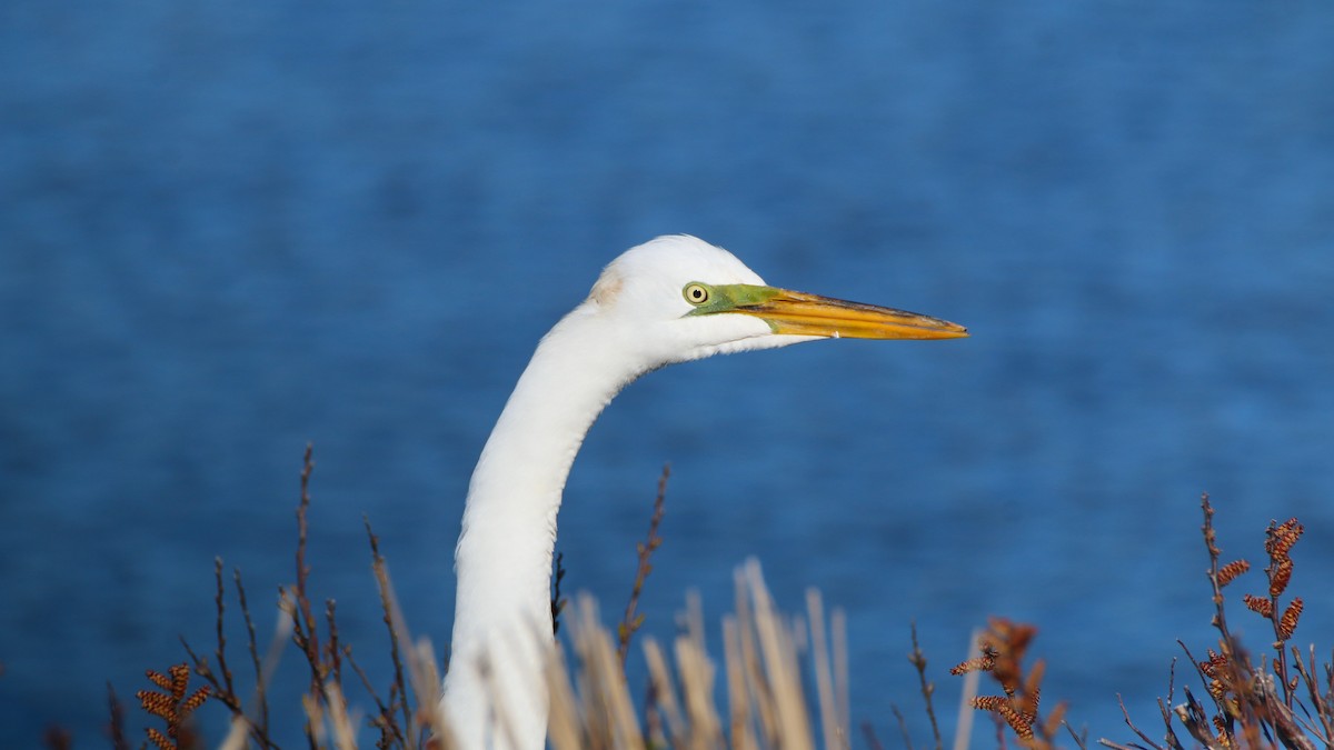 Great Egret - ML57453461