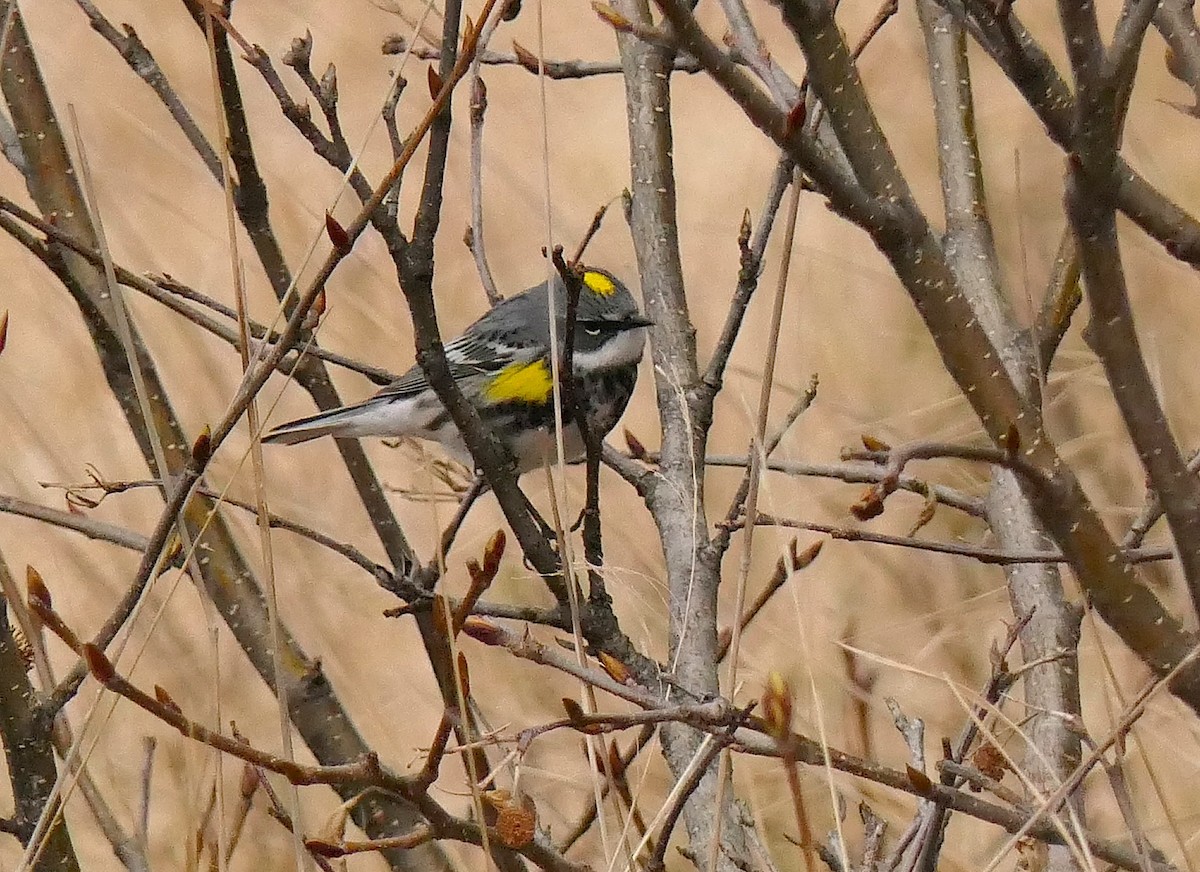 Yellow-rumped Warbler - ML574534751