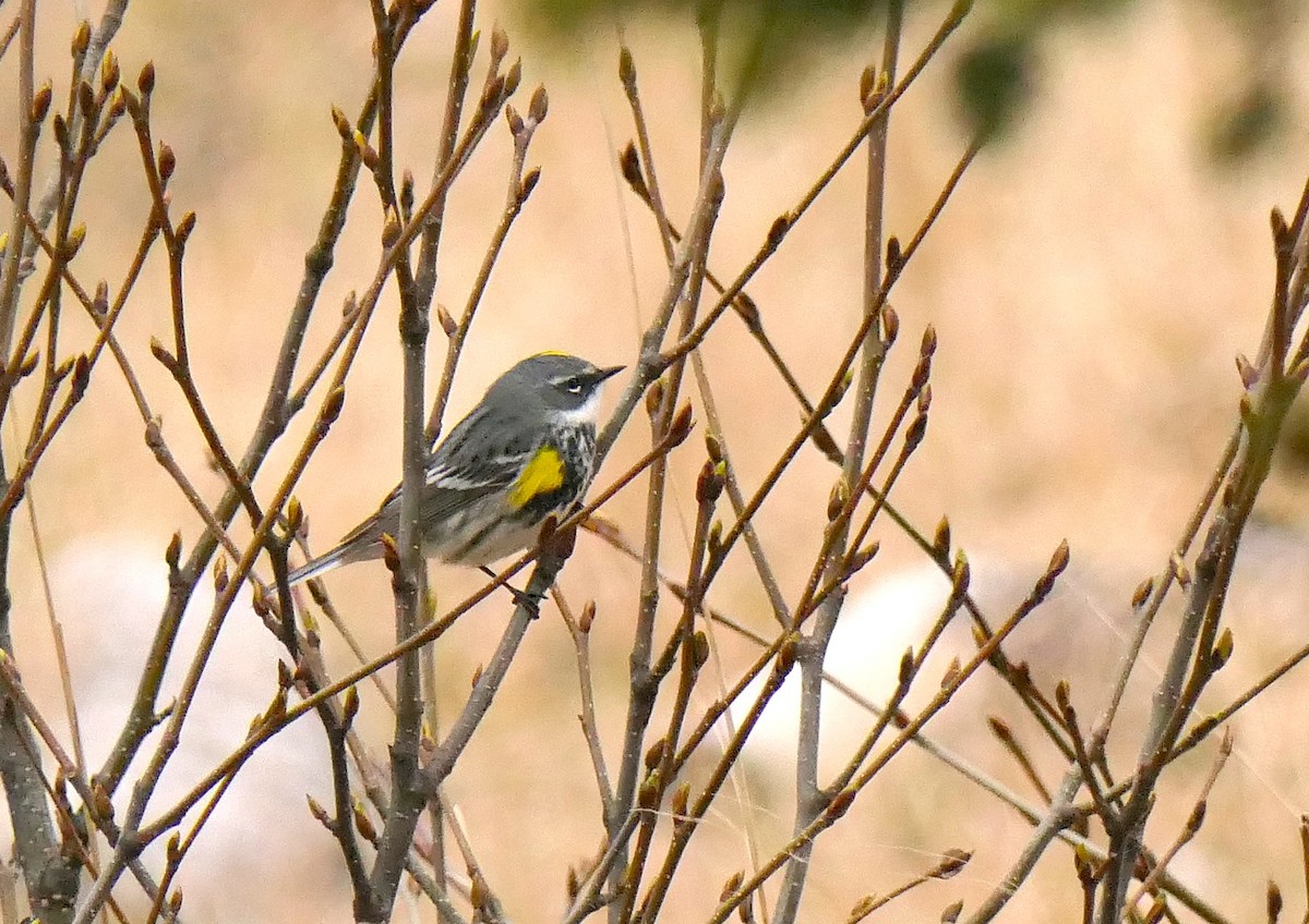 Yellow-rumped Warbler - ML574534761