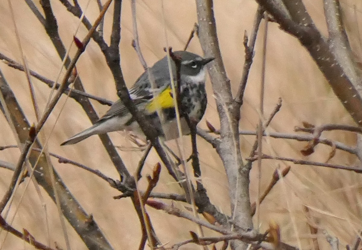 Yellow-rumped Warbler - ML574534771