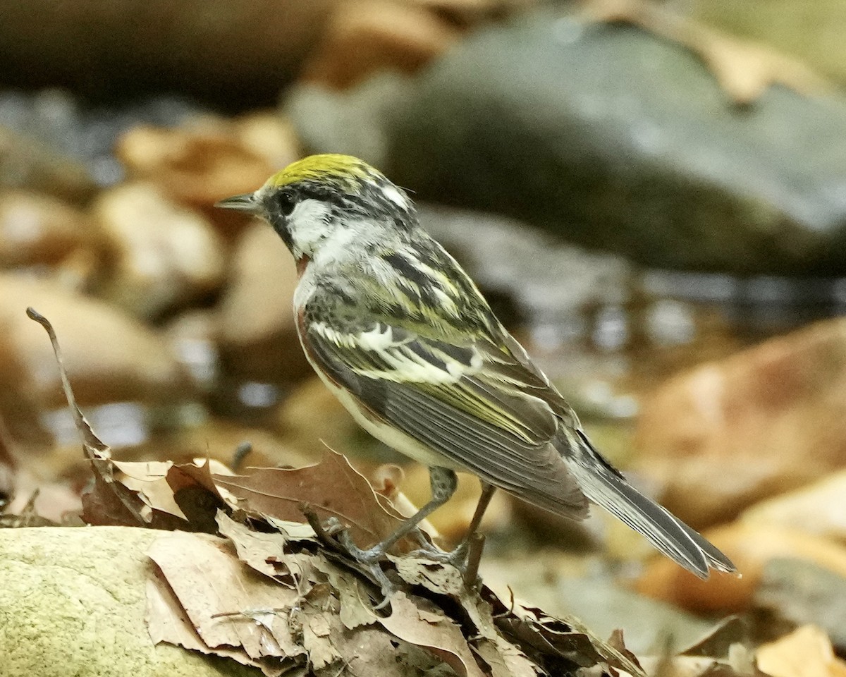 Gelbscheitel-Waldsänger - ML574535031