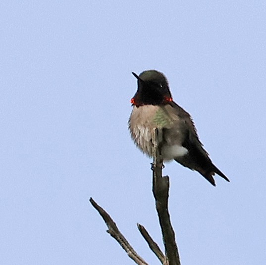 Ruby-throated Hummingbird - ML574535131