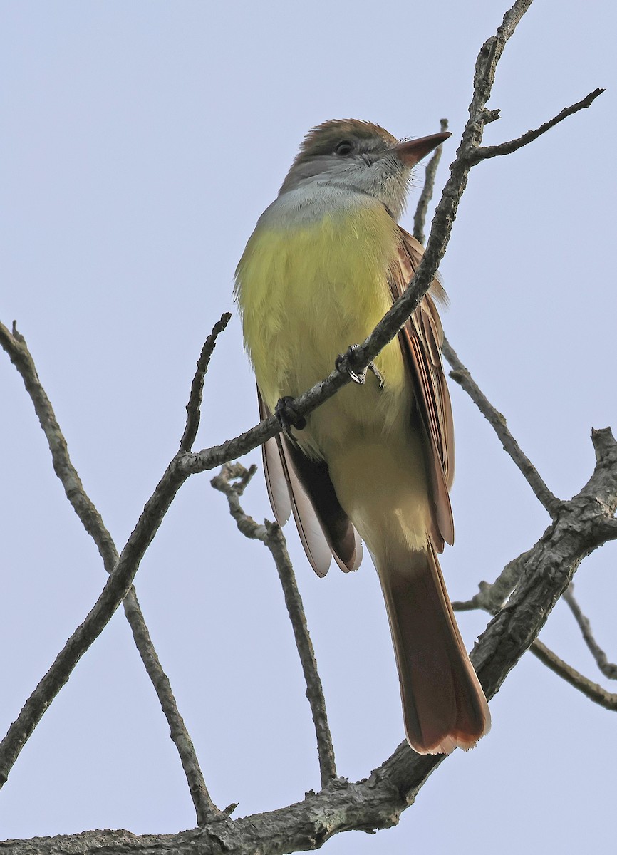 Great Crested Flycatcher - ML574535281