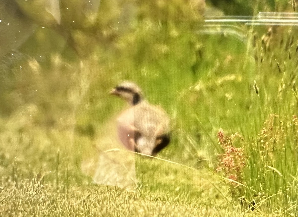 Chukar - ML574535511