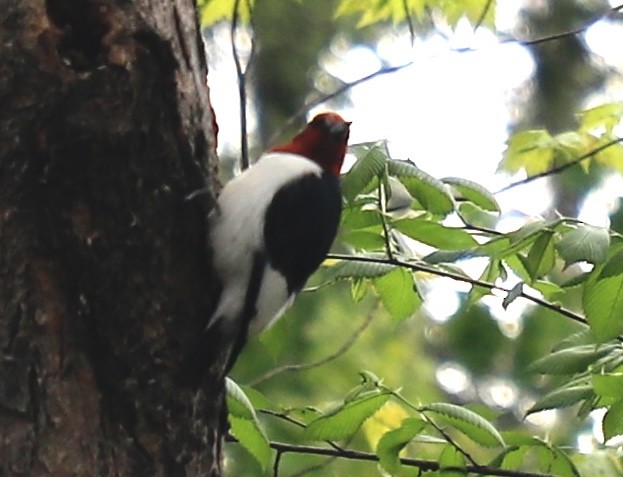 Red-headed Woodpecker - ML574535651