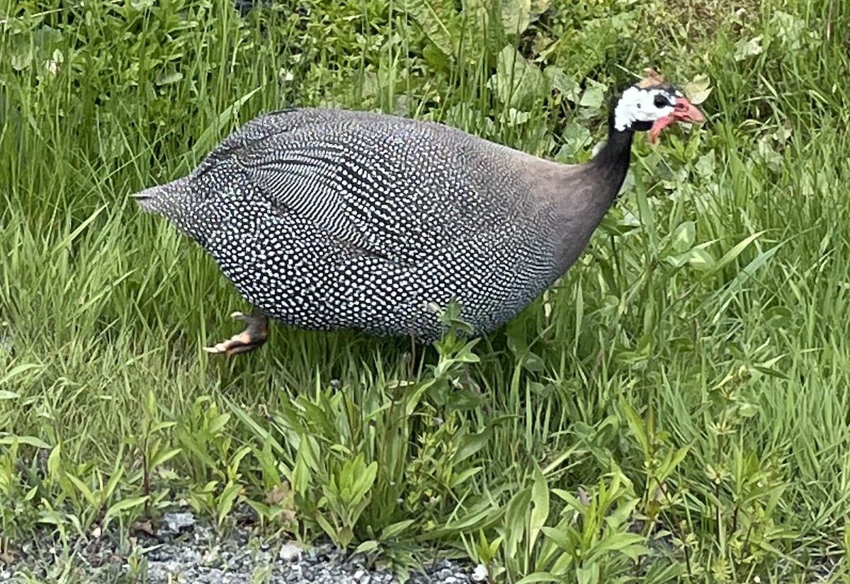 Helmeted Guineafowl - T Kadela