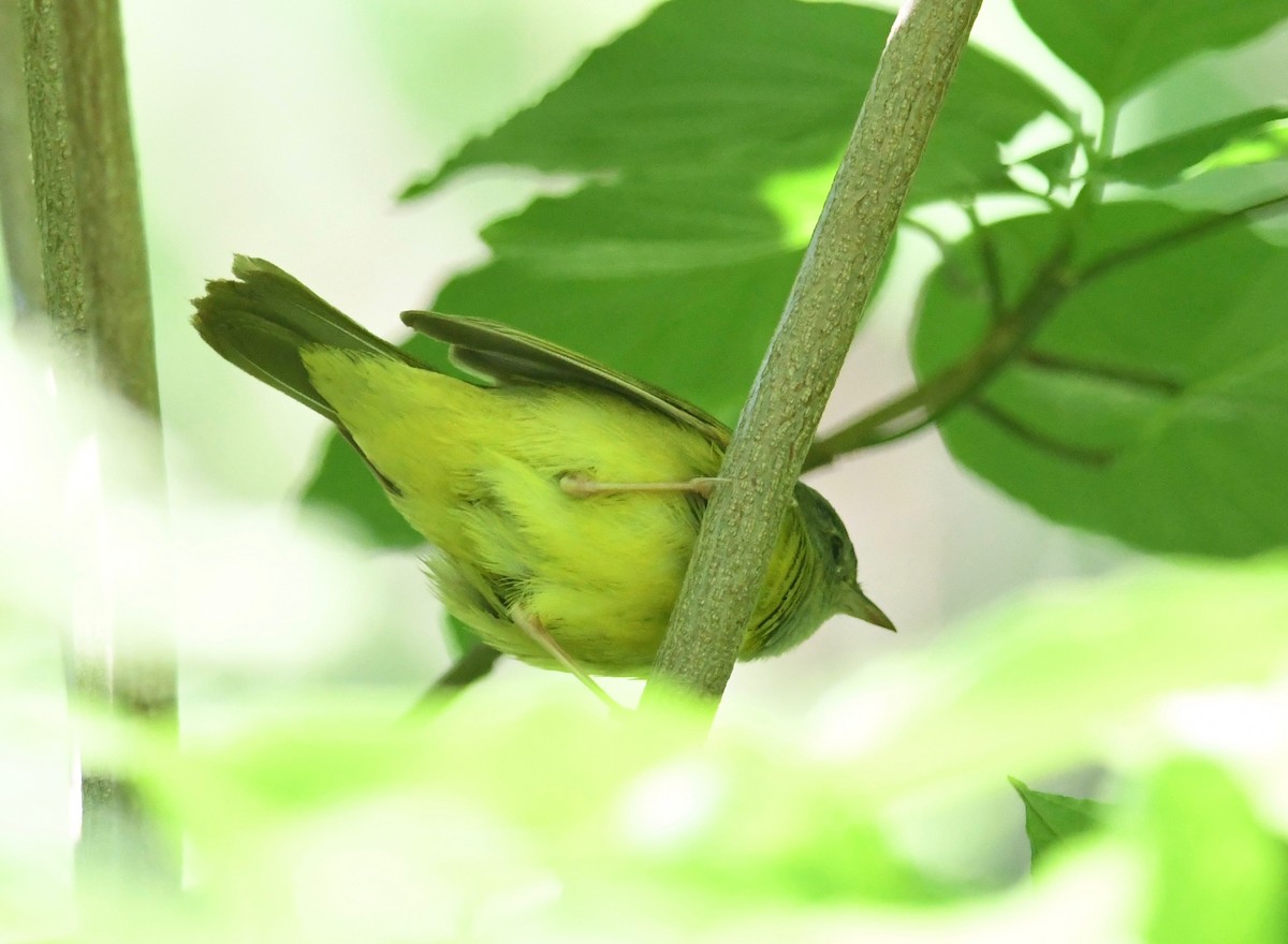 Mourning Warbler - ML574536051