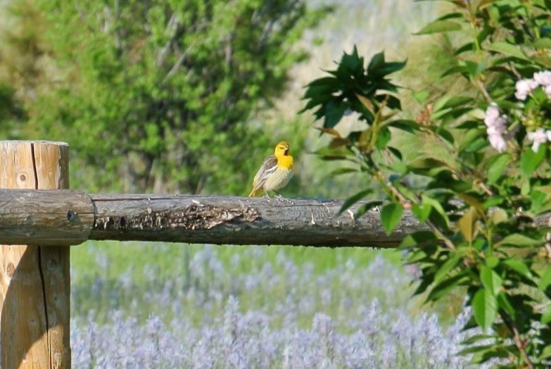 Bullock's Oriole - ML574536161