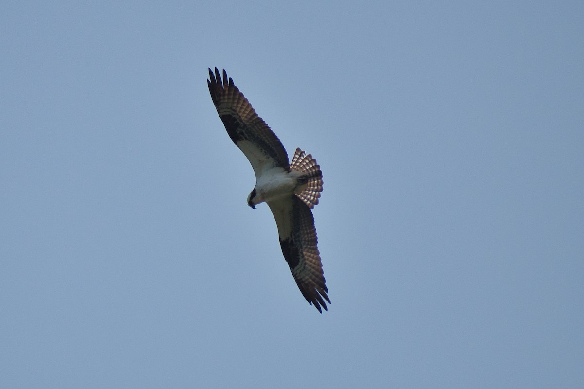 Osprey - ML574536301