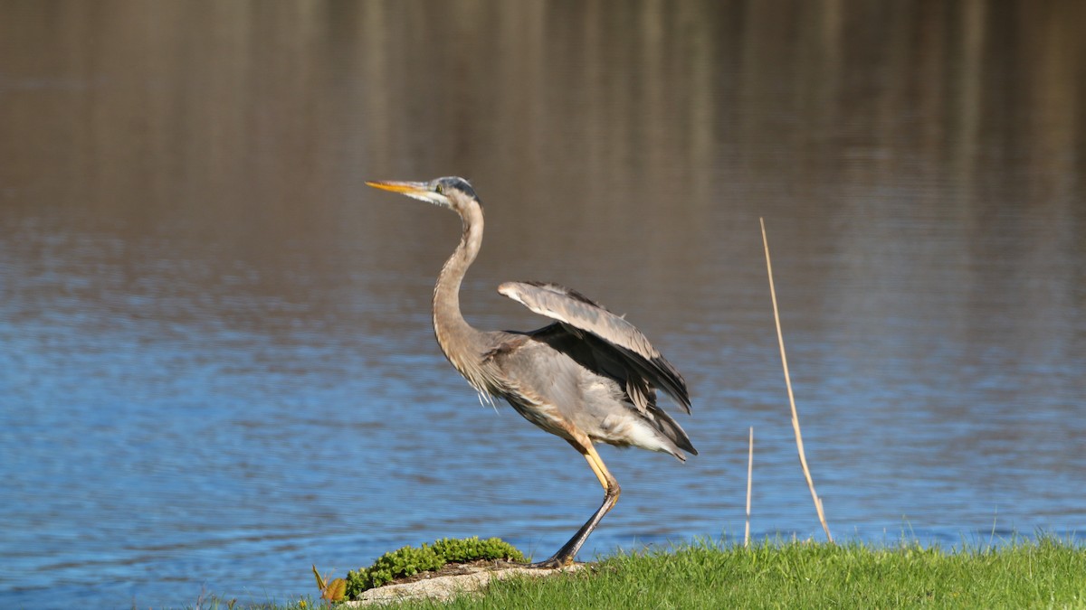 Great Blue Heron - ML57453631