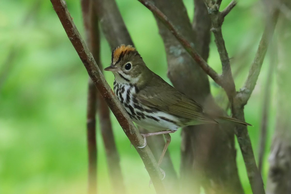 Ovenbird - ML574536931