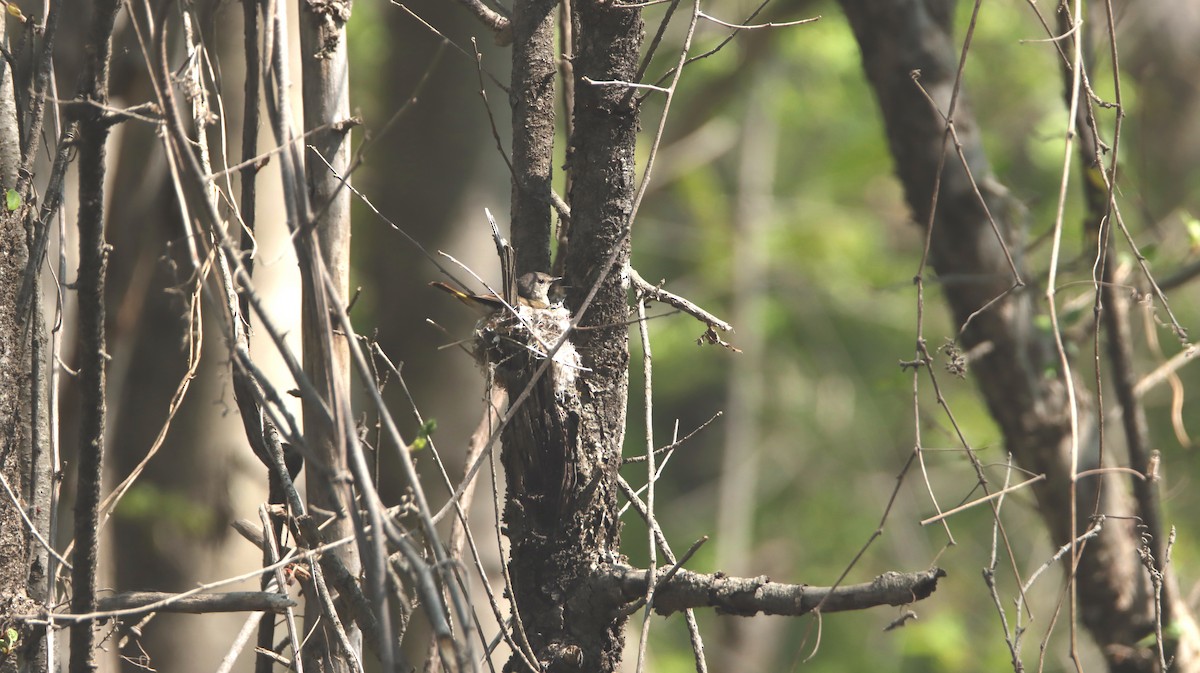 American Redstart - ML574537321