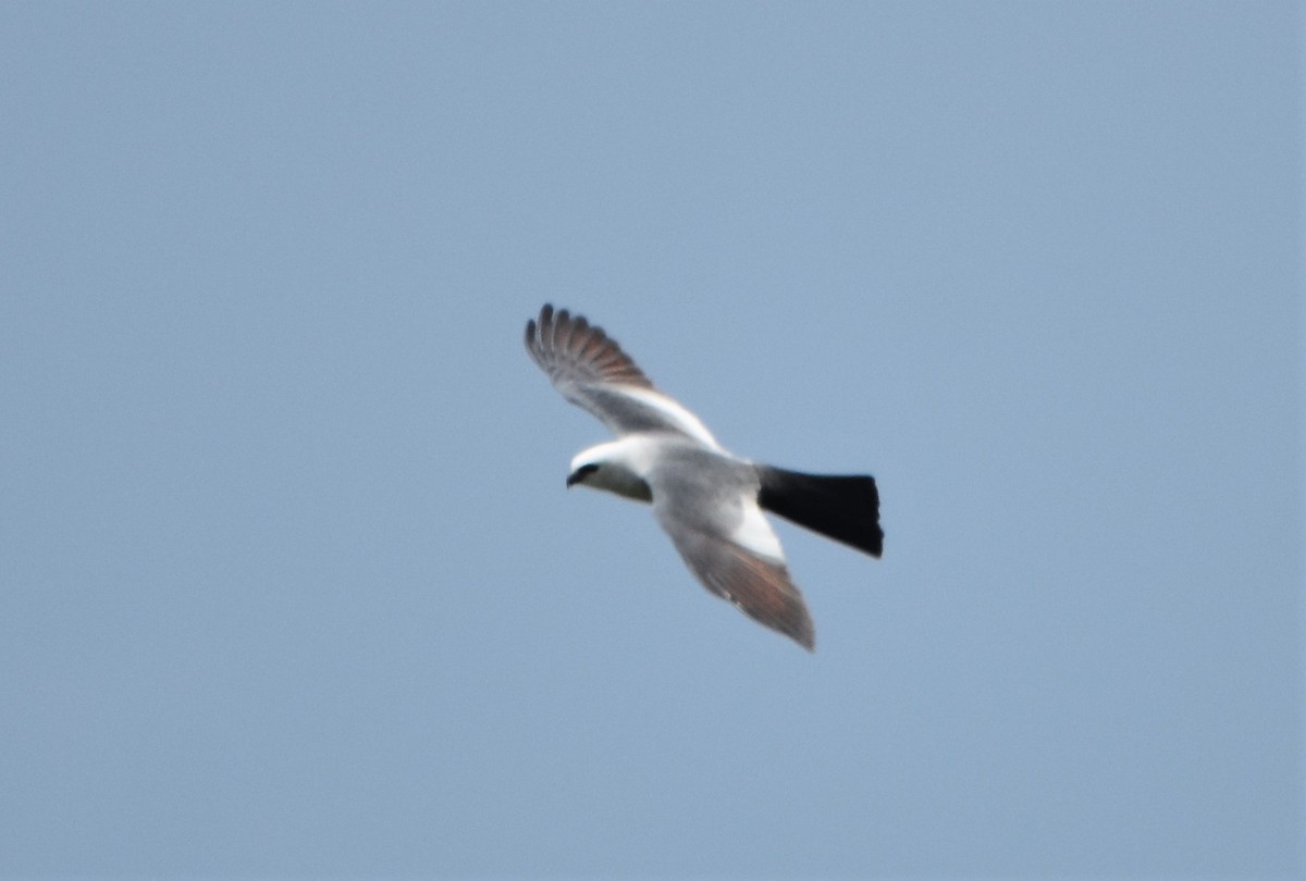 Mississippi Kite - ML574537901