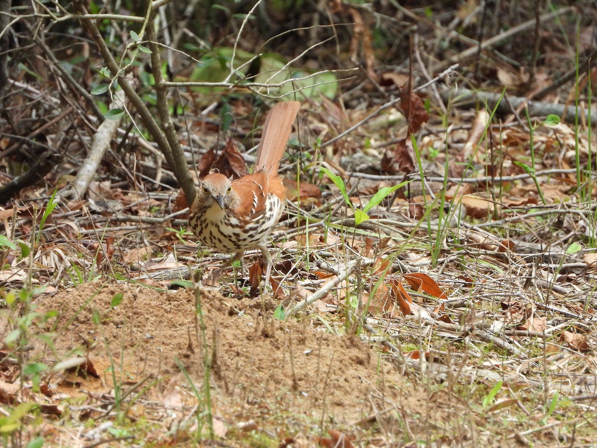 Brown Thrasher - ML574538681