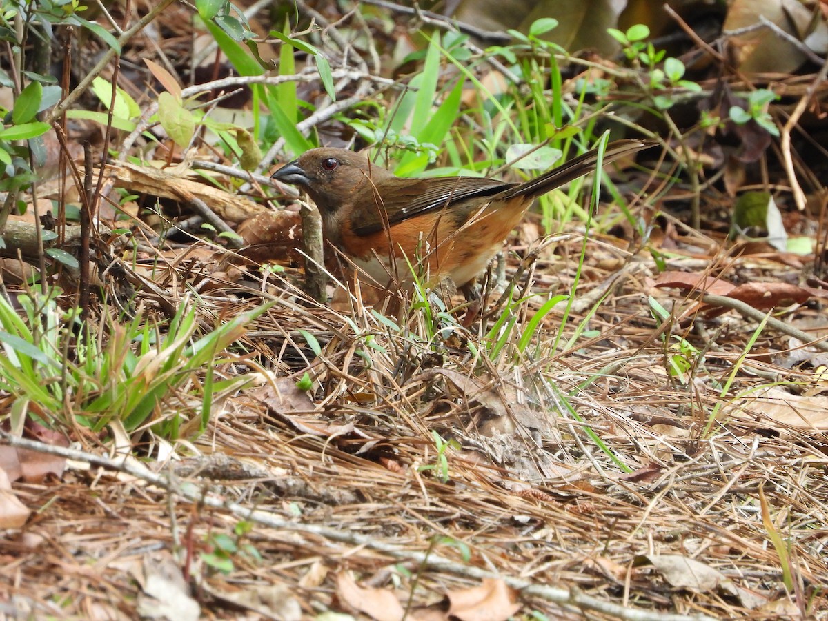 Eastern Towhee - ML574538961