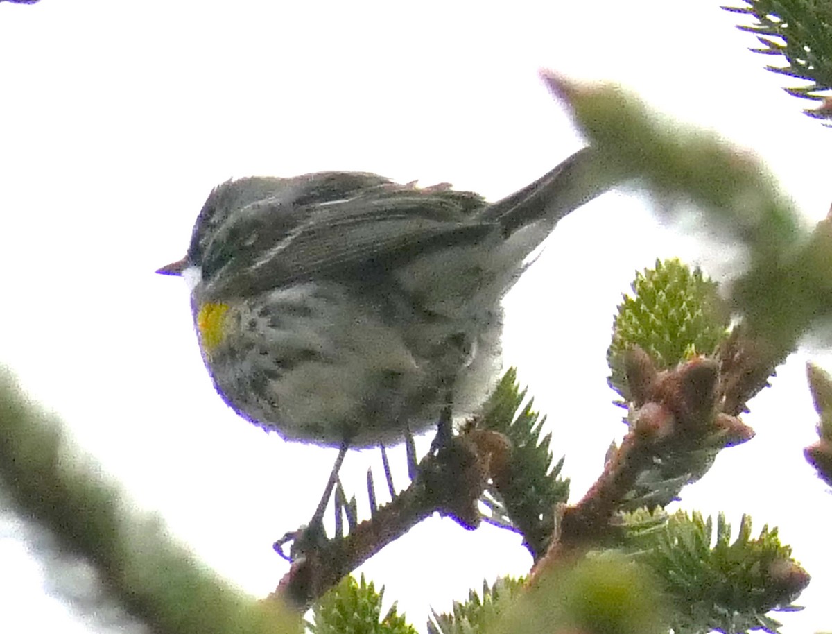 Yellow-rumped Warbler - ML574539091