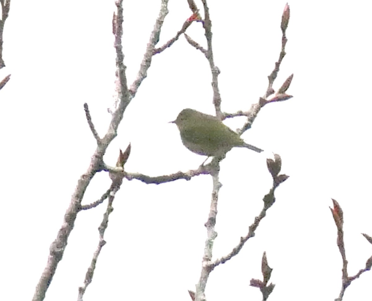 Orange-crowned Warbler - ML574539191